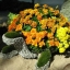 Шампанское из бархатцев 🌼✨ 9
