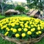 Шампанское из бархатцев 🌼✨ 10