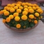 Шампанское из бархатцев 🌼✨ 4