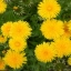 🌼Где живут одуванчики и почему ветер больше не одинок